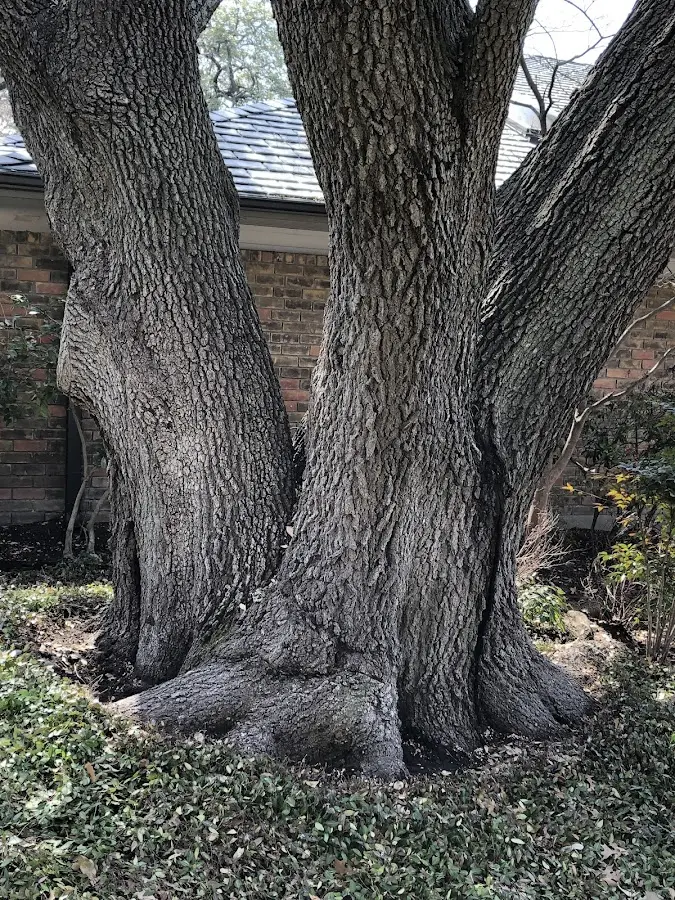 Mature heritage tree close to a Fort Meade property cared for by certified arborists